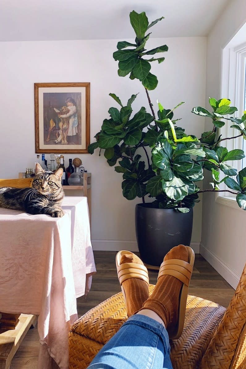 A large potted fiddle-leaf fig plant