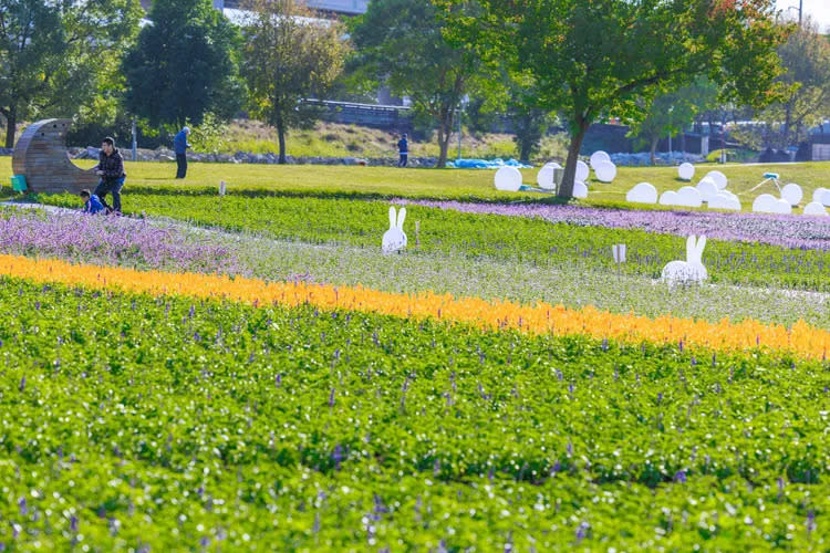 古亭河濱公園花海最佳觀賞期為即日起至2月中旬。北市工務局提供