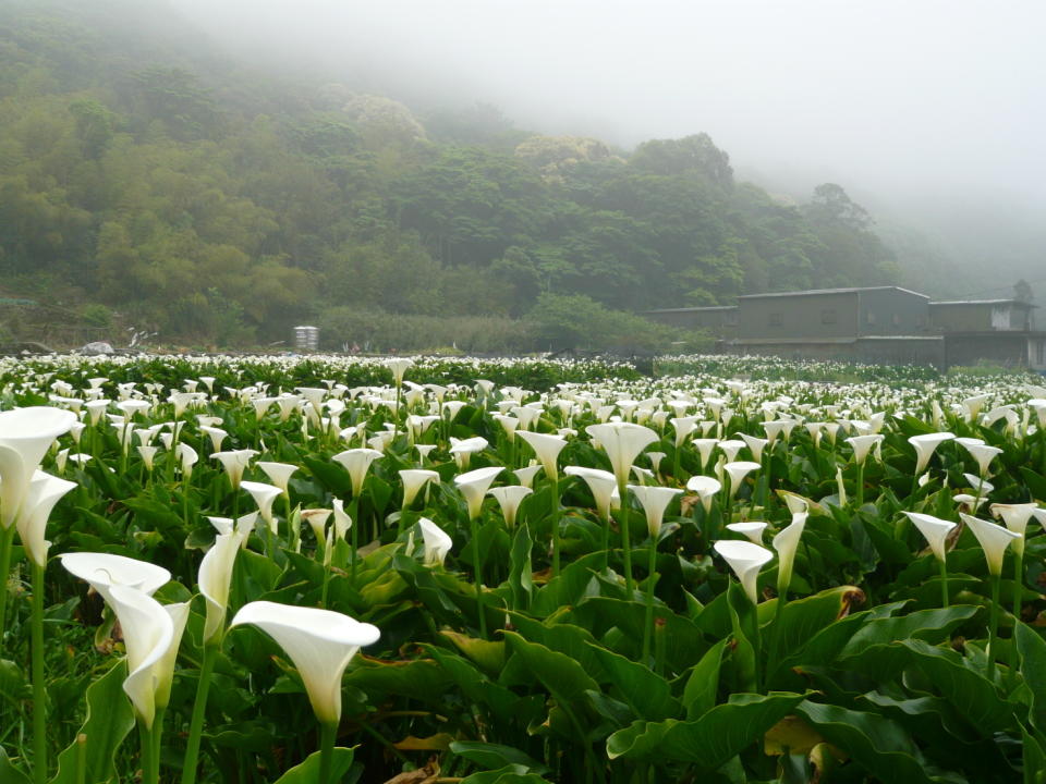 春天陽明山竹子湖海芋盛開，形成一片浪漫花海（圖片提供:北投區農會）