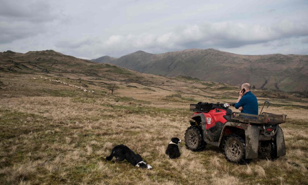 Farmer on a quad bike on phone, with two border collies.