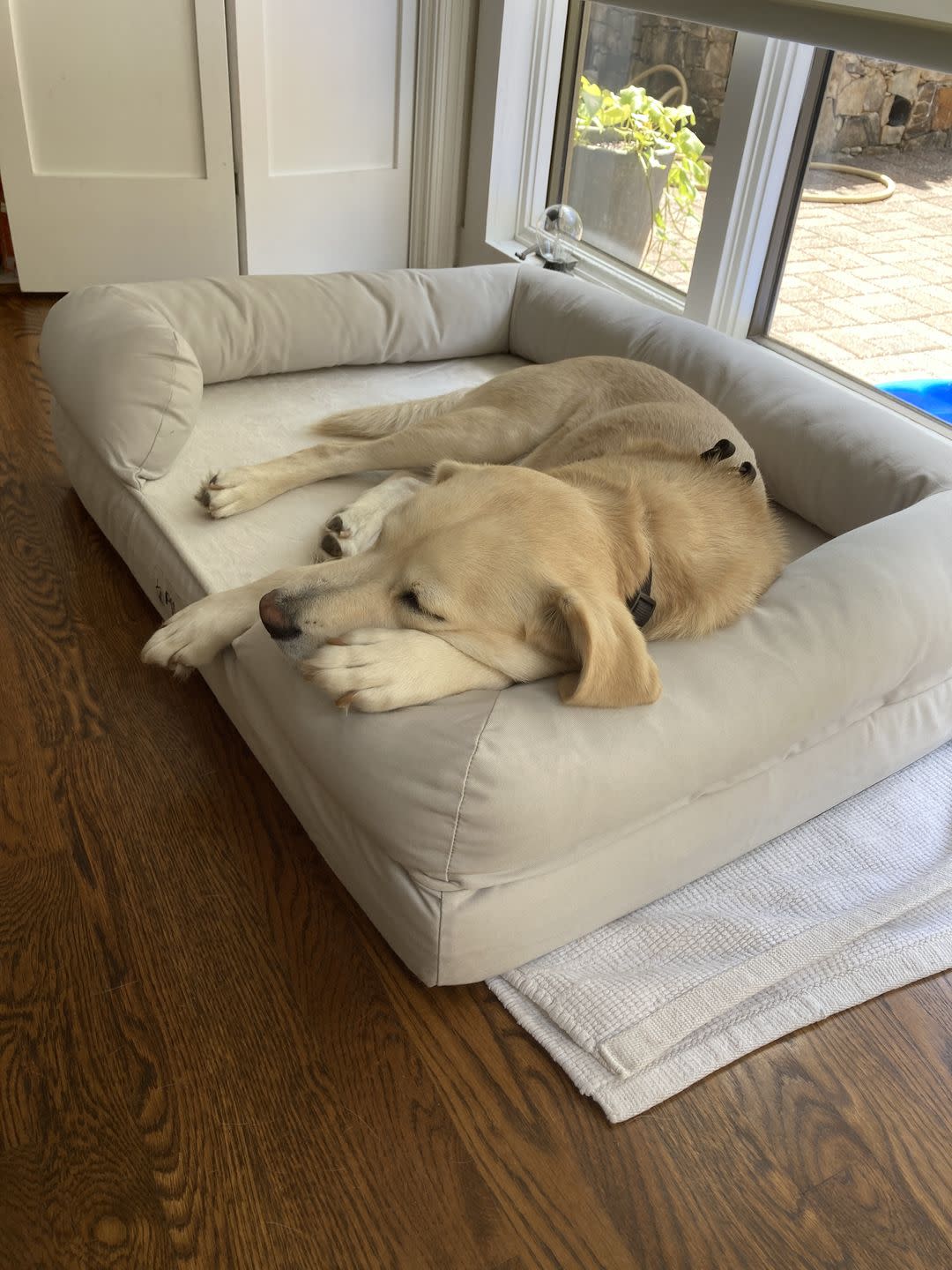 yellow dog laying in beige dog bed