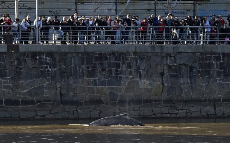 A stranded whale pictured at Puerto Madero harbour in Buenos Aires on August 3, 2015