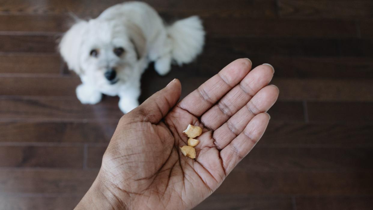  Pet owner offering dog nuts. 