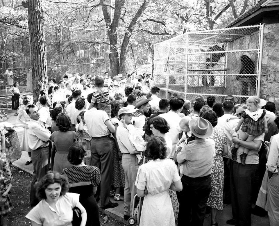 April 2, 1952: The largest crowd of the year turned out at Forest Park Zoo and caused this jam around the chimpanzee cage. Cars were bumper-to-bumper waiting to get into the parking lot off Forest Park Drive. Parking space was practically non-existent in the zoo area.