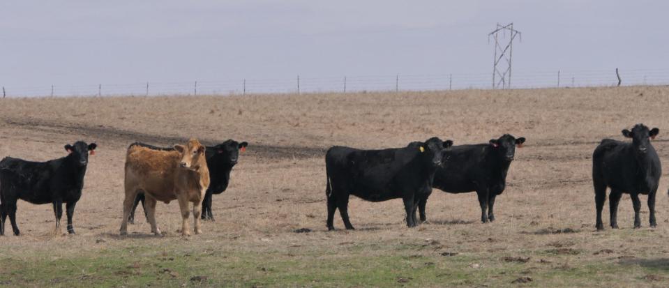 Grass fed cattle on an Agridime ranch in Dickinson County, Kansas.