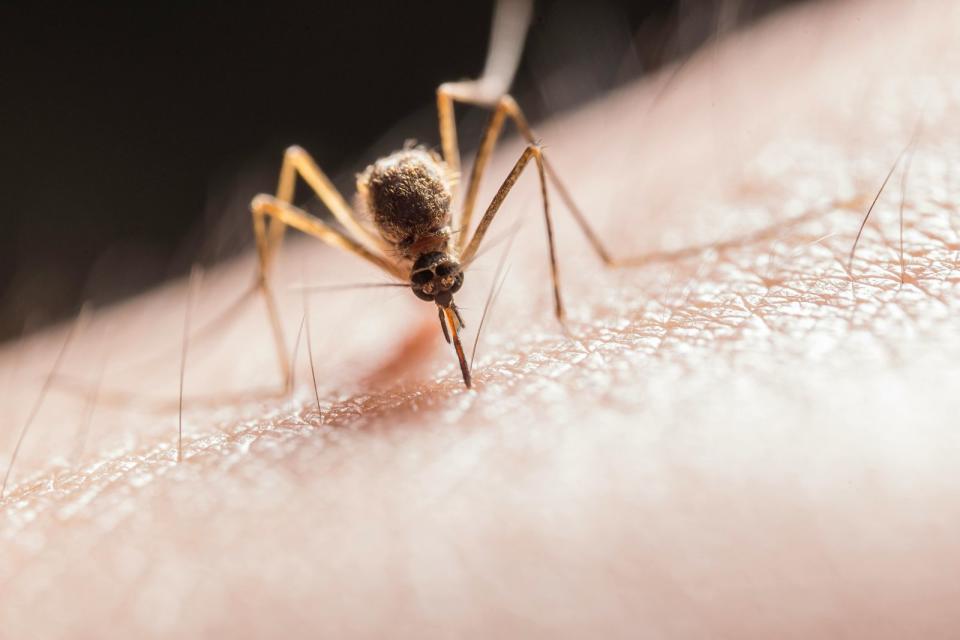 一名家住阿里山的網友拍影片分享，日前晚上短短40分鐘就殺死上百隻蚊子。（示意圖，取自Pexels）