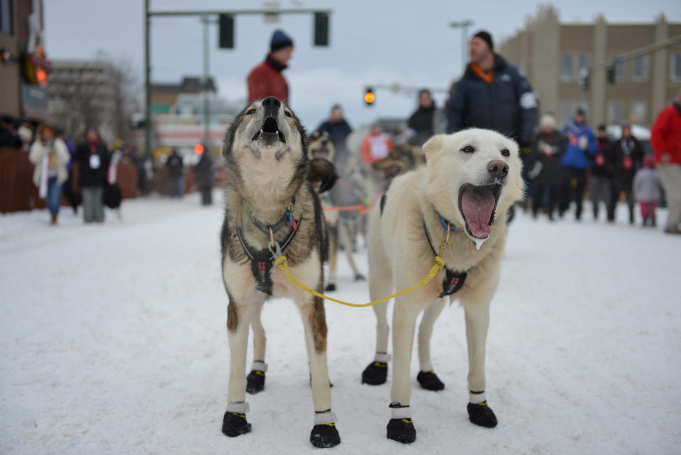 <p>Die Hunde von Mats Pettersson warten an der Startlinie des „Iditarod“ auf ihren Einsatz. Das Hundeschlittenrennen, das quer durch den US-Bundesstaat Alaska führt, ist mit einer Strecke von 1.850 Kilometern das längste der Welt und erstreckt sich in der Regel über 8 Tage. (Bild: REUTERS/Mark Meyer TPX IMAGES OF THE DAY) </p>