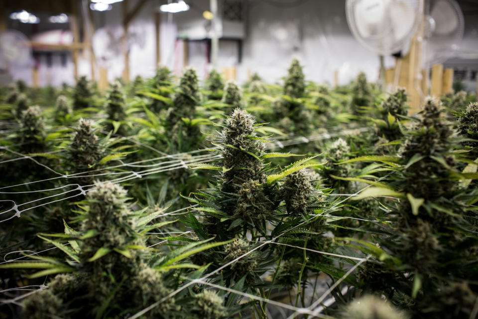 Cannabis plants grow at a craft grow operation in British Columbia, Canada. Photographer: Ben Nelms/Bloomberg