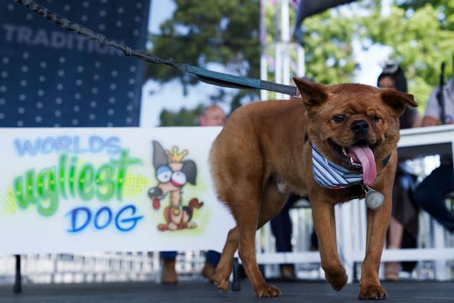 <p>Philip Pacheco/AFP/getty</p> A canine named Prince competing at the 2023 World's Ugliest Dog Contest