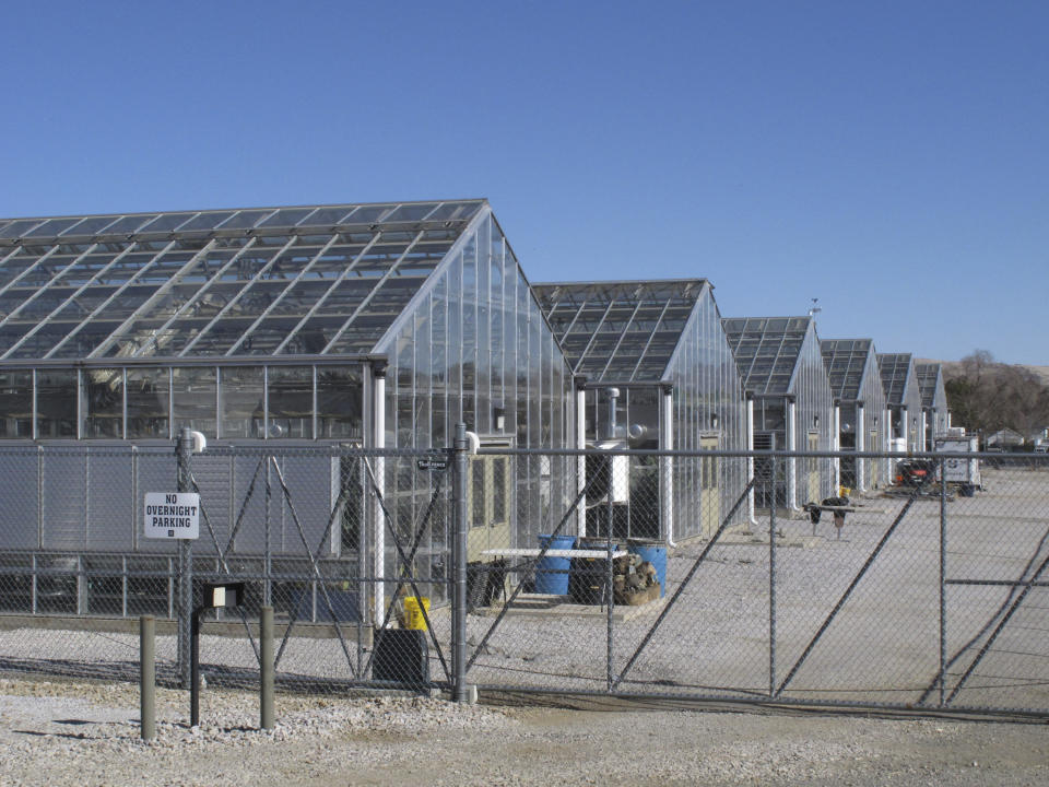 FILE - A series of greenhouses are pictured at the University of Nevada, Reno, where a rare desert wildflower is growing in this photo taken on Feb. 10, 2020, in Reno, Nevada. Few people had ever heard of Tiehm's buckwheat when conservationists filed a petition two years earlier to list the desert wildflower as an endangered species. But federal documents reviewed by The Associated Press show the rare plant at the center of a fight over a proposed lithium mine in Nevada has been on the government's radar for more than two decades. (AP Photo/Scott Sonner, File)
