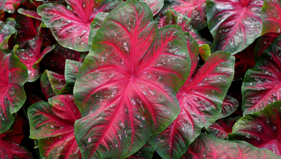 Caladium flowers