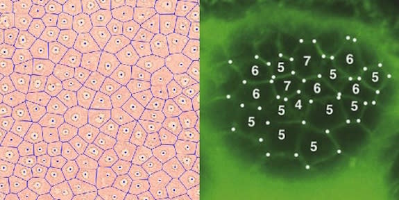 Fairy circles in the Namibian desert (left) and the microscopic skin cells on a zebrafish lens (right) are entirely different systems, but researchers have found that they have similar patterns.