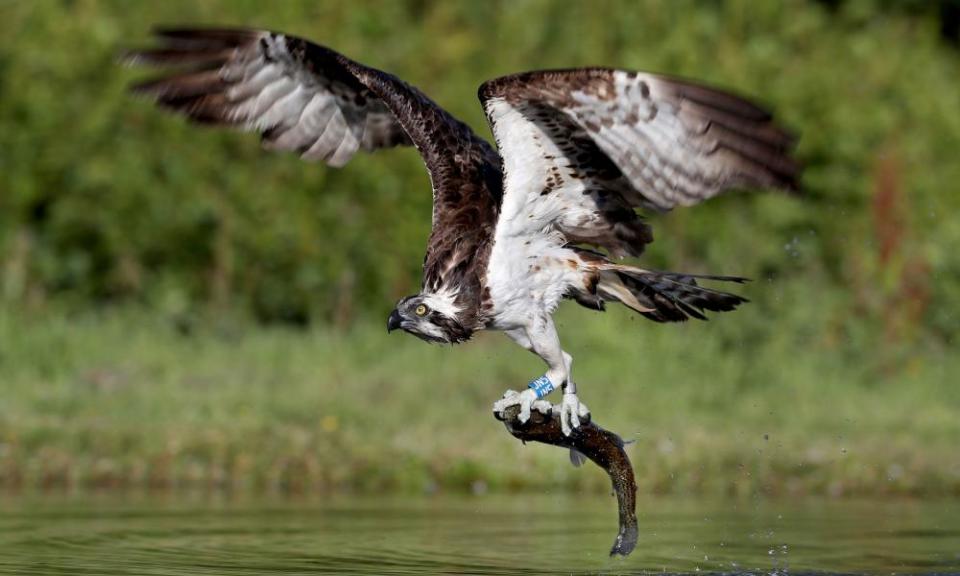 Ospreys, such as this one pictured catching a rainbow trout in a loch near Aviemore, make great subjects for webcams