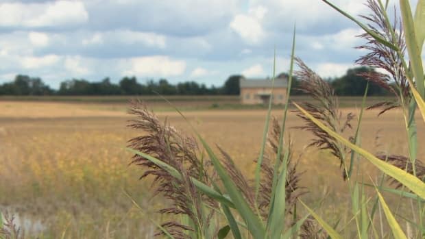 Staff are recommending York Regional Council approve an intensification growth rate of between 50 and 55 per cent — leaving some residents worried about what that could mean for the land. (Sue Reid/CBC - image credit)