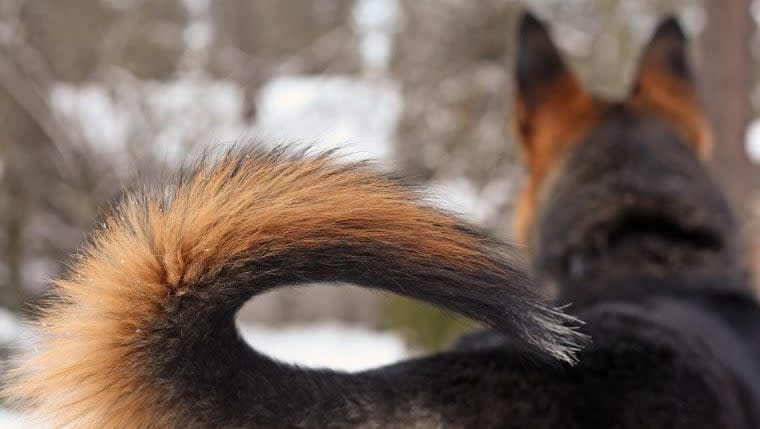 Dogs' Tails Are a Communication Tool, Researchers Say