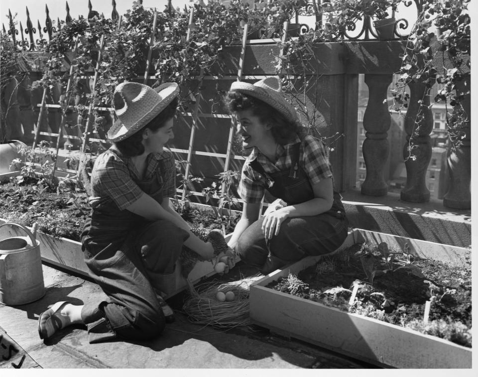 Two women from Mount Holyoke College in Massachusetts tend a World War II victory garden. (Photo: Bettmann via Getty Images)