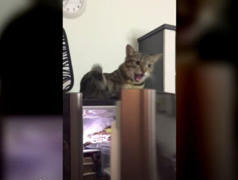 ▲一位主人打開冰箱之後，卻被貓咪阻攔關上冰箱門，畫面曝光超逗趣。（圖／AP美聯社&Jukin Media）