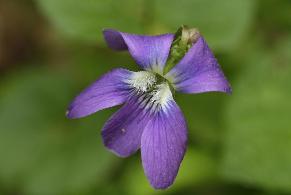 The violet is the state flower.