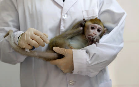 A lab technician holds a gene-edited macaque with circadian rhythm disorders, which was used to make five cloned monkeys, in a lab at the Institute of Neuroscience of Chinese Academy of Sciences in Shanghai, China January 18, 2019. China Daily via REUTERS