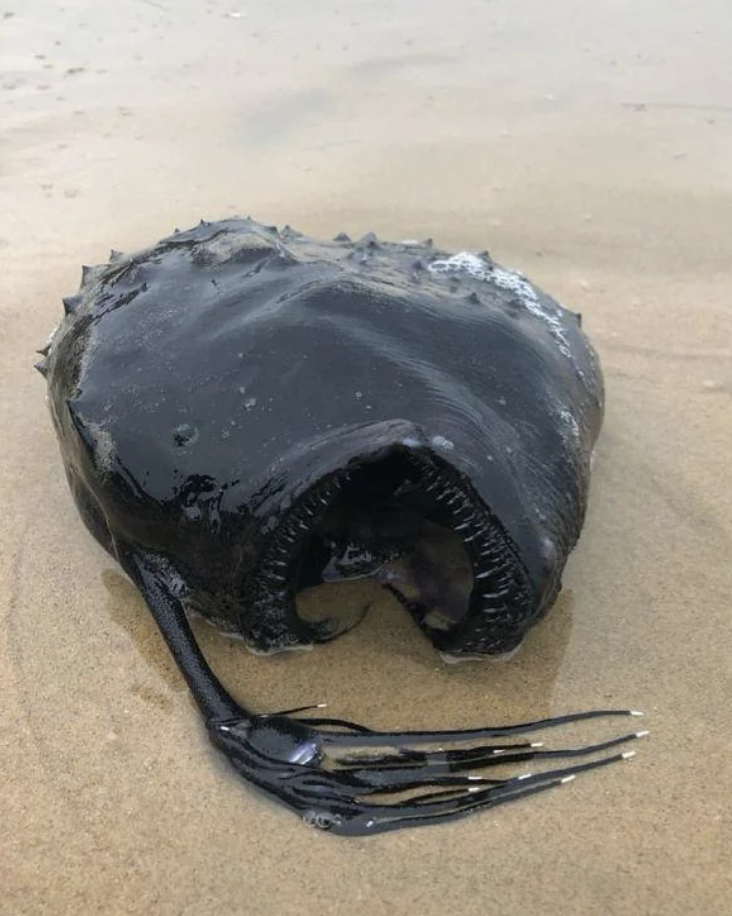 A bizarre sea creature, an anglerfish, lies on sandy beach revealing its mouth and spiny appendages