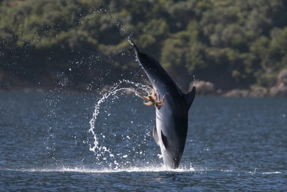 In this June 13, 2012 photograph, an octopus clings to the belly of a bottlenose dolphin.