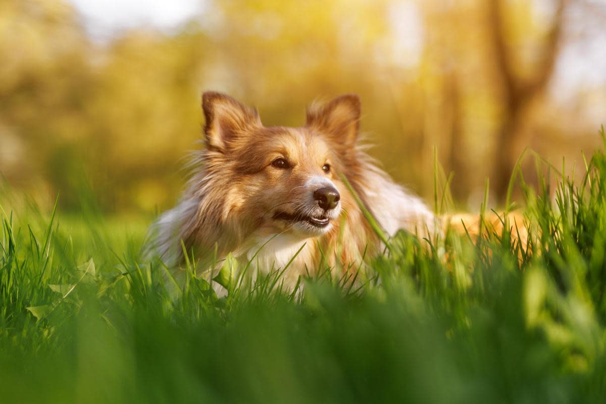 Shetland Sheepdogs and a few other breeds are prone to plantar ligament rupture <i>(Image: Getty Images)</i>