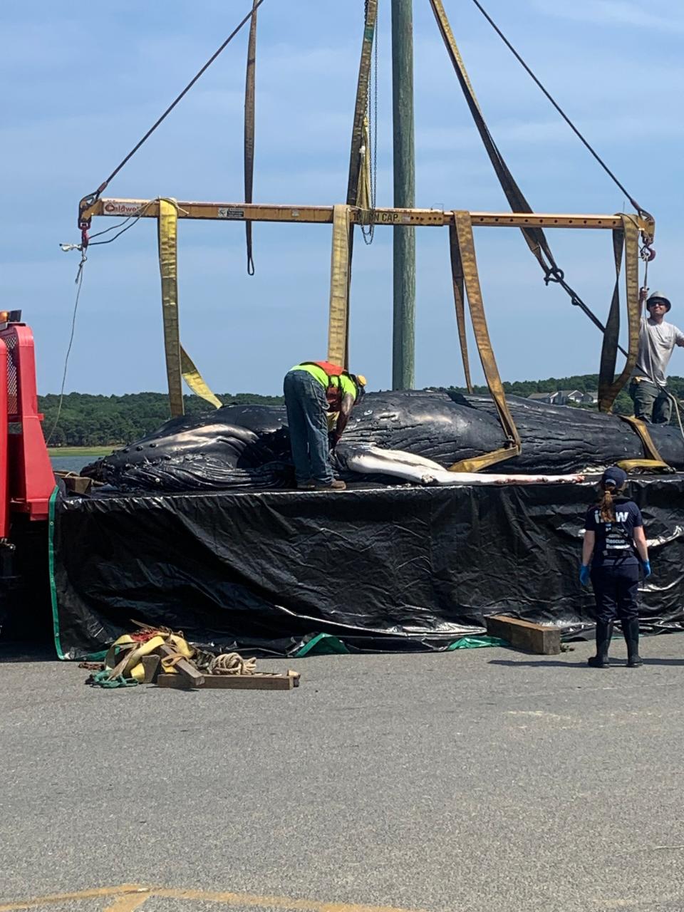 A humpback whale, which became stranded and died this week, was taken to a fuel dock Thursday.