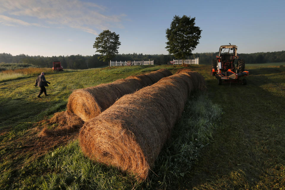 In this Thursday Aug. 15, 2019 photo, dairy farmer Fred Stone walks to his baling machine at his dairy farm in Arundel, Maine. (AP Photo/Robert F. Bukaty)