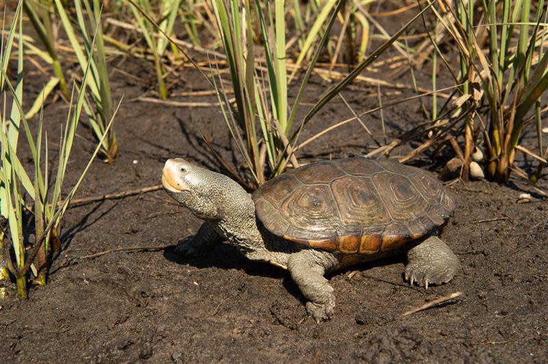 The Terrapin Tally, which is now in its 10th year, aims to enlist volunteers to kayak through coastal habitats and count how many diamond terrapins they come across.