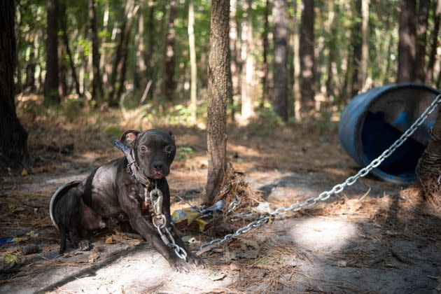 Authorities believe 275 of the 305 dogs had been forced to fight. (Photo: Meredith Lee/The Humane Society of the United States)