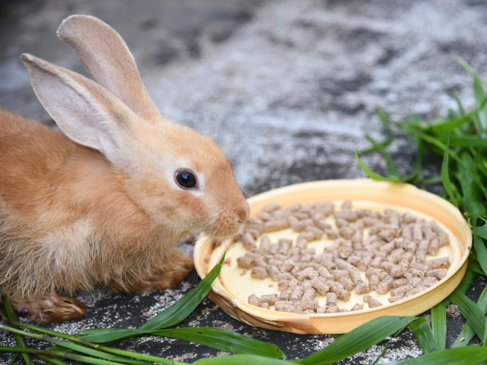 rabbit eating pellets