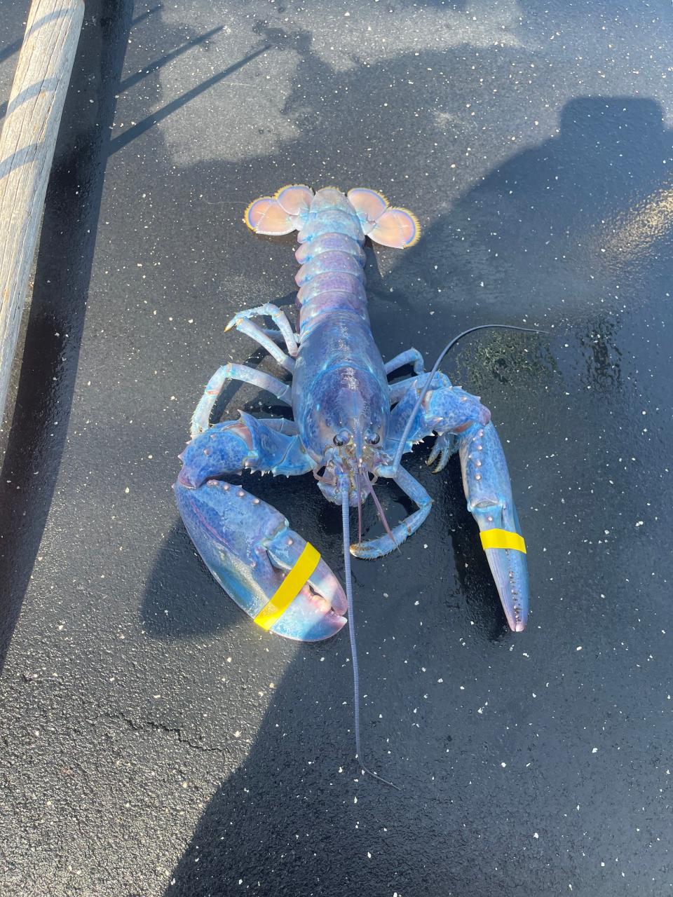 Stratham lobsterman Joseph Kramer caught a rare cotton candy lobster off of New Castle on Sunday, July 21, 2024, estimated to be a one-in-100 million find, according to the Seacoast Science Center.