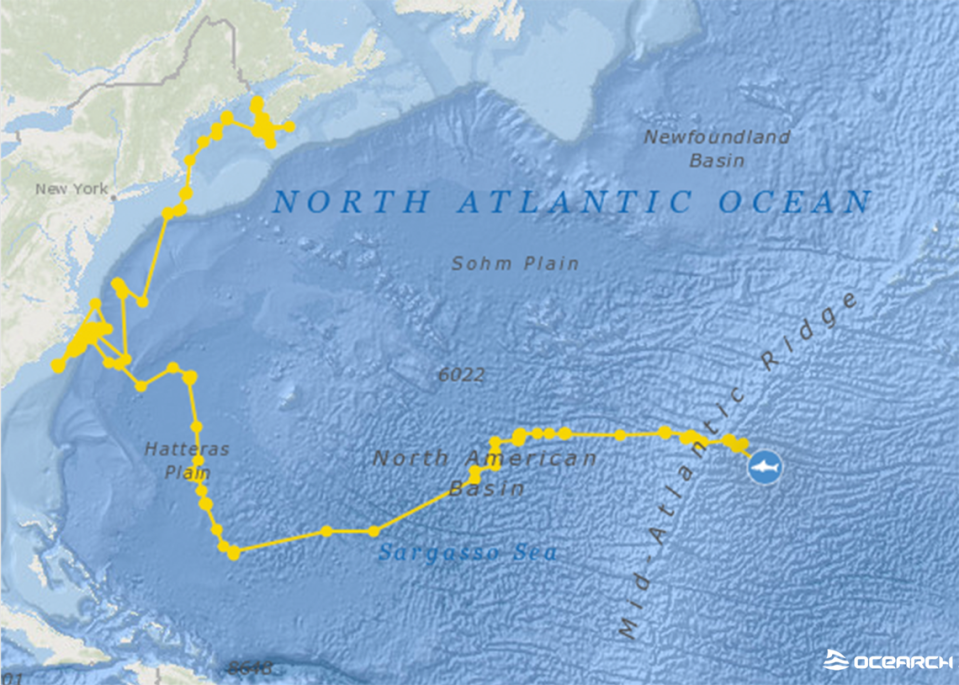 Nukumi’s Track. Nukumi has since traveled over 5,570 miles and crossed the Mid-Atlantic Ridge.
