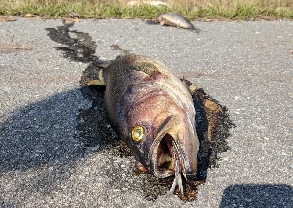 Hurricane Florence storm leaves dead fish for firefighters to clean up on North Carolina highway.