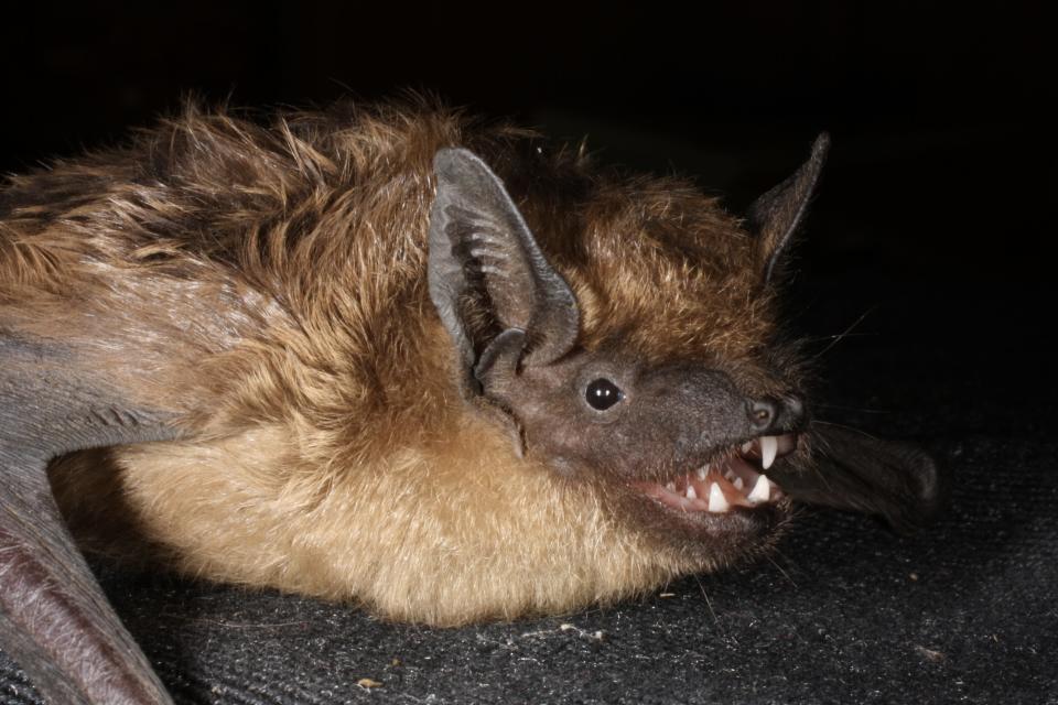 An up close photo of a serotine bat showing its small white teeth