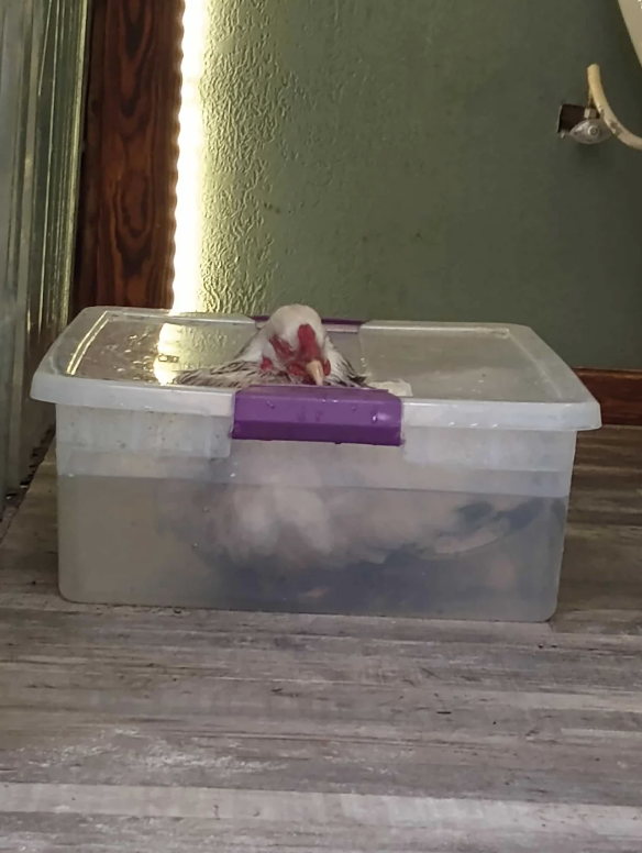 A white chicken is sitting in a transparent plastic storage bin with a purple latch in a room with wooden floors