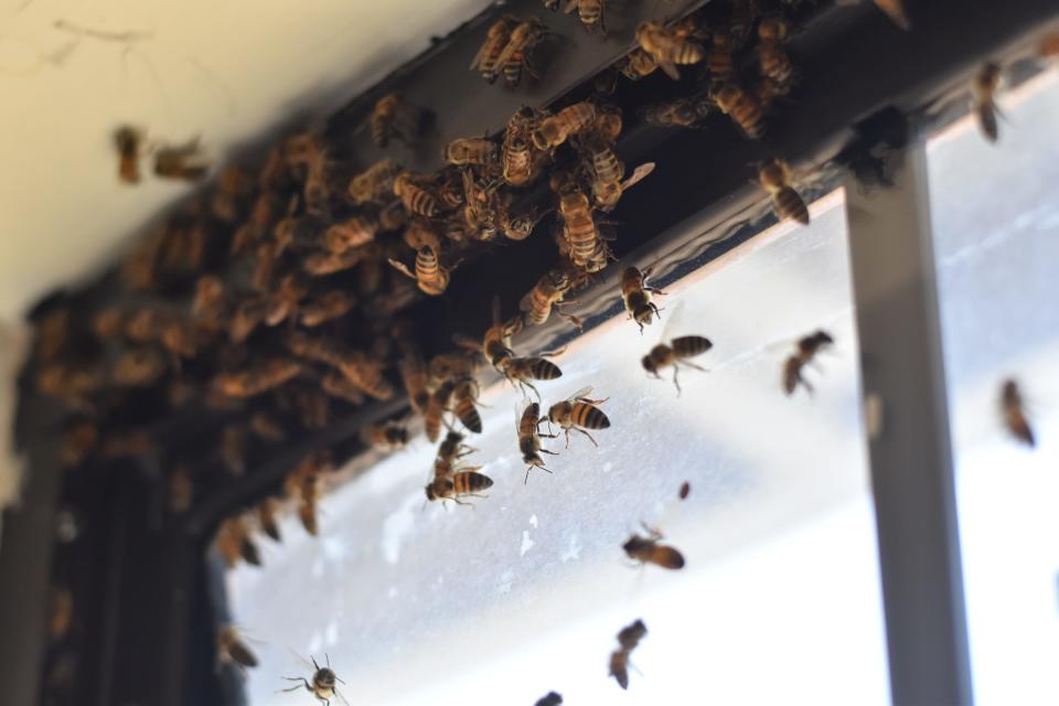 Bees rush to the window as the nearest source of light after Booth Reed starts drilling holes into the ground to remove their hive. August 1, 2022