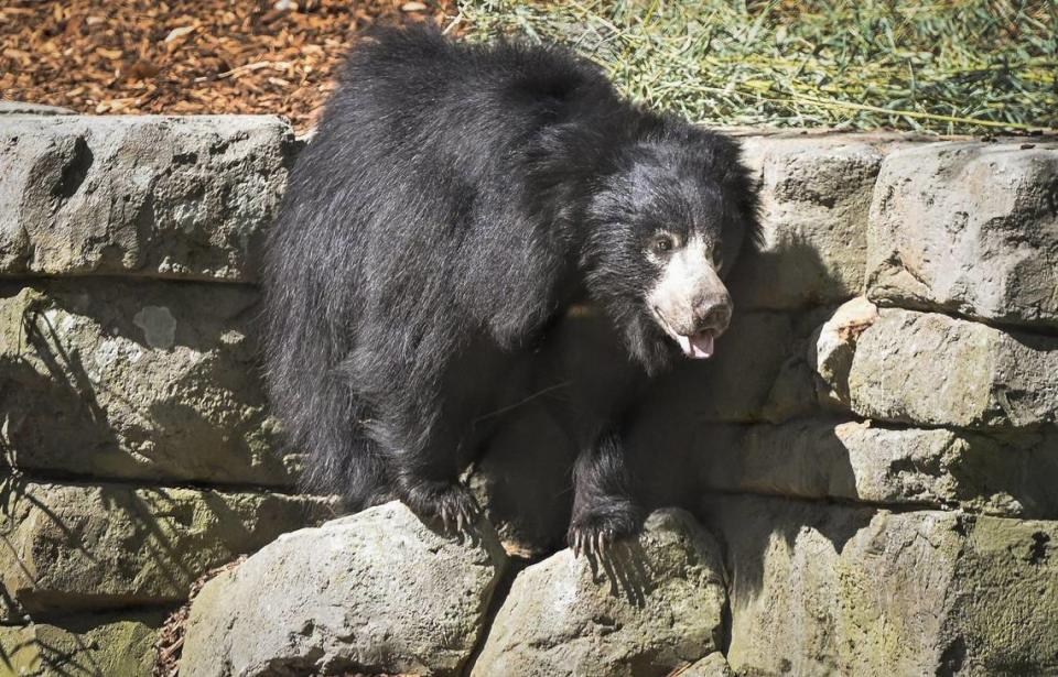 A sloth bear gets used to its expansive exhibit inside the new Kingdoms of Asia section of the Fresno Chaffee Zoo that opened to the public Saturday, June 3, 2023. CRAIG KOHLRUSS/ckohlruss@fresnobee.com