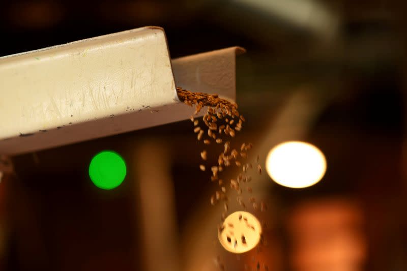 FILE PHOTO: Wheat grain is milled inside the family run Shipton Mill in Tetbury