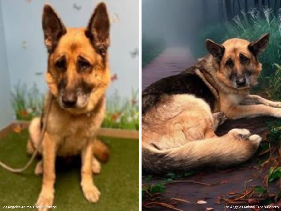 A German shepherd now named Argon is seen in these photos shared by Los Angeles County Department of Animal Care and Control. Argon was found in the remote Malibu wilderness with its mouth zip tied shut.