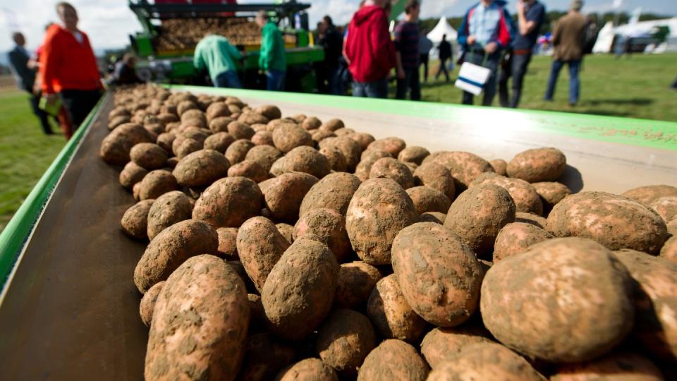 Besonders die Preise für Kartoffeln sind im Vergleich zum Vorjahresmonat gestiegen.