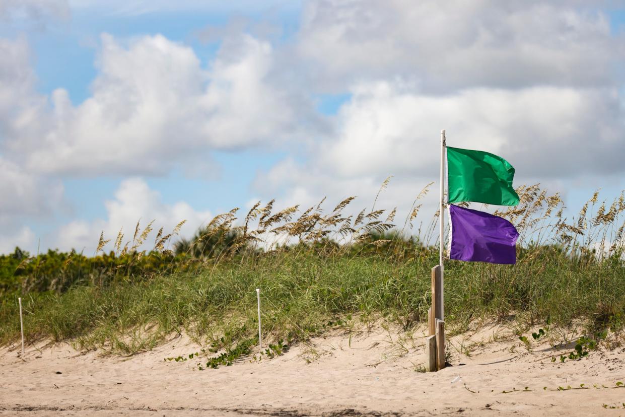 A purple flag warning beachgoers of potential moon jellyfish is seen on the beach at Fort Pierce Inlet State Park on Wednesday, Aug. 16, 2023. Moon jellies started to appear in the ocean at St. Lucie County beaches about four weeks ago, according to Ocean Rescue Chief Andrew Ritchie.