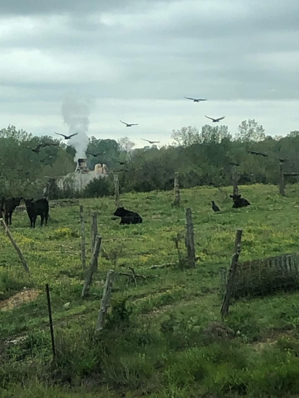 Black vultures hover around cows on John Hardin's farm in Scott County. Hardin has lost at least two cows and calves to black vultures, that are much more aggressive than turkey vultures and will attack live animals.