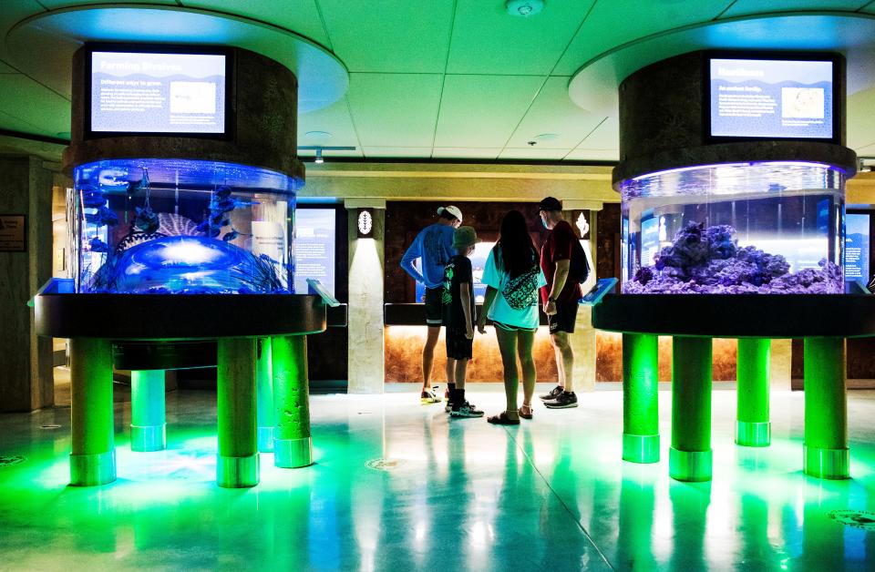 New exhibits at the Bailey-Matthews National Shell Museum on Sanibel Island on Wednesday, July 1, 2020. The museum went through a six million dollar renovation which includes many more exhibits including aquariums and a touch tank.. 