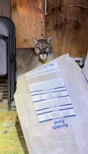 Authorities found a mountain lion that was trapped inside a homeowner’s shed on the mesa in Hesperia.