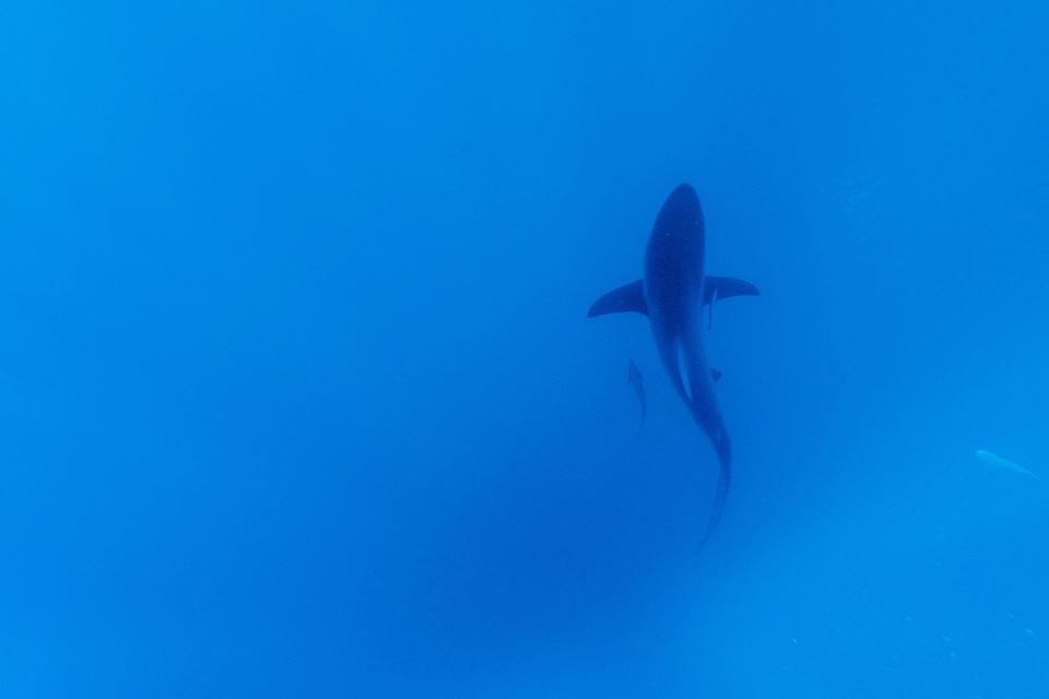 A black-tip sharks is seen swimming during a baited shark dive near Durban, South Africa, on December 10, 2020.