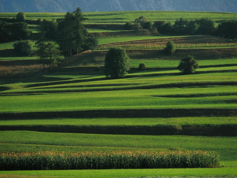 Diese Landschaft lädt zum Wandern ein: Durch saftig grüne Wiesen geht es bei Mieming in Tirol. Foto: Österreich Werbung