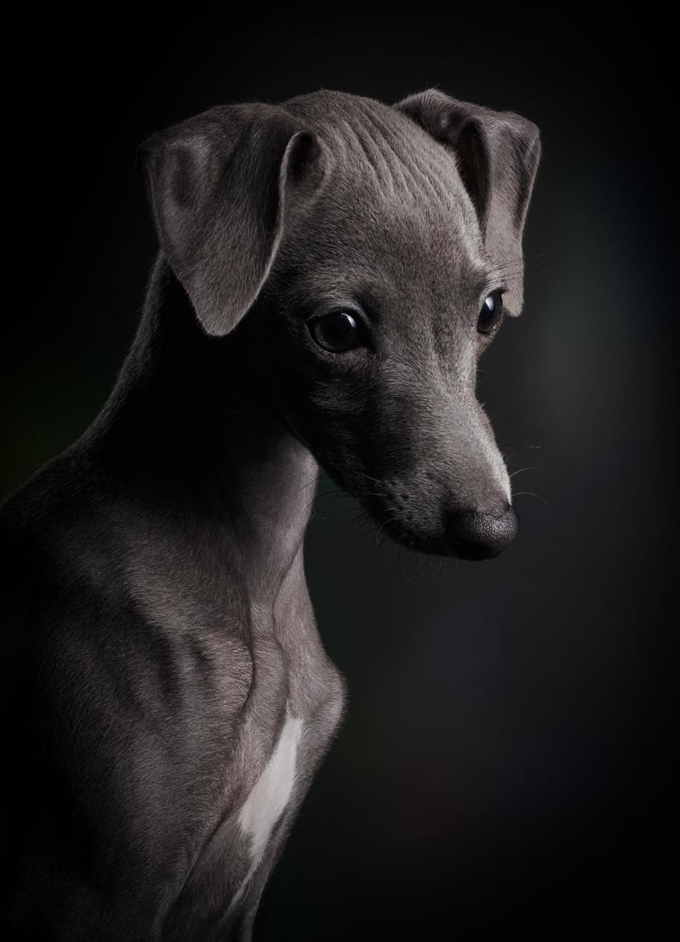 <strong>First Place</strong><br />"Little Ceylin"<br />Ceylin, Italian greyhound, Germany