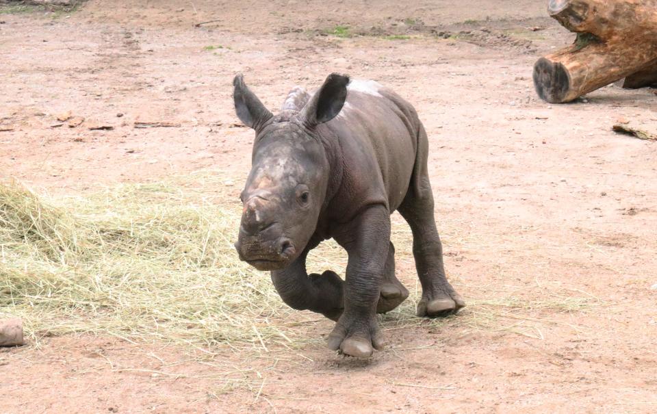 The baby rhino born Feb. 11, 2024, at Indianapolis Zoo. She was the first live rhino birth at the zoo.