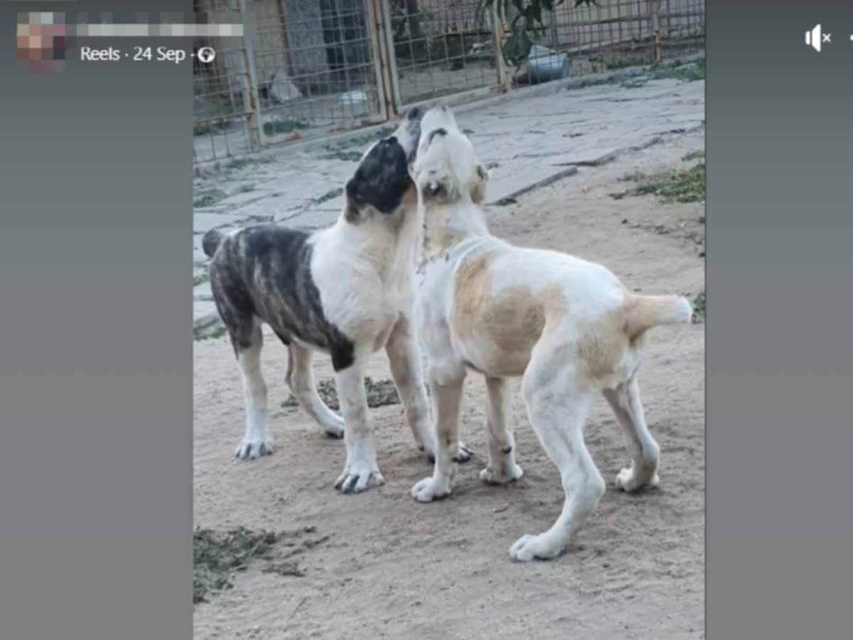 Dogs with cropped tails were found advertised (Meta / Four Paws)